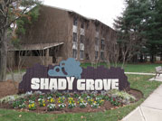 shadygrove small